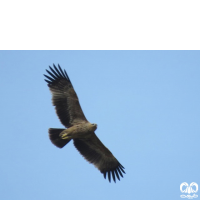 گونه عقاب شاهی Eastern Imperial Eagle